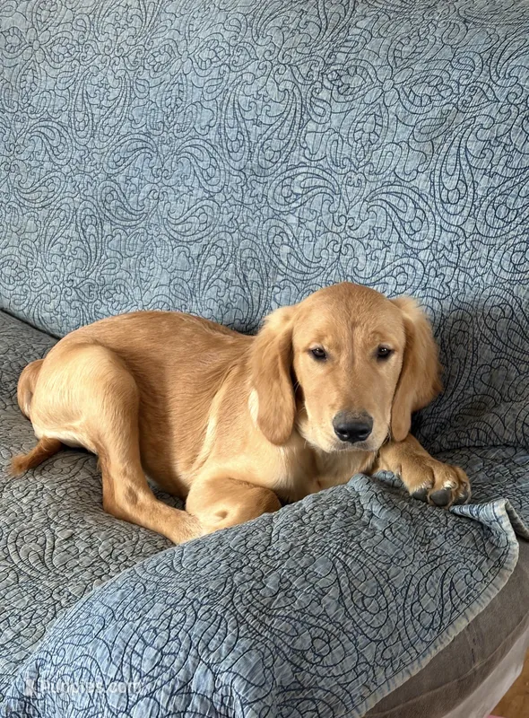 Prince – Golden Retriever puppy for sale in Freedom, NY