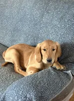 Prince, a male Golden Retriever for sale in Freedom, NY – 1 of 2