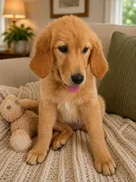 Beauty, a female Golden Retriever for sale in Freedom, NY – 1 of 2