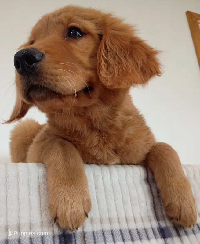 Buddy – Golden Retriever puppy for sale in Freedom, NY