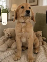 Rose, a female Golden Retriever for sale in Freedom, NY – 3 of 3