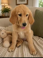 Beauty, a female Golden Retriever for sale in Freedom, NY – 1 of 3