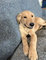 Cody, a male Golden Retriever for sale in Freedom, NY – 2 of 3