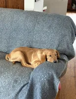 Prince, a male Golden Retriever for sale in Freedom, NY – 2 of 2