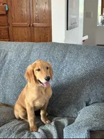 Jasper, a male Golden Retriever for sale in Freedom, NY – 2 of 3
