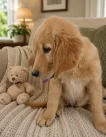 Beauty, a female Golden Retriever for sale in Freedom, NY – 3 of 3