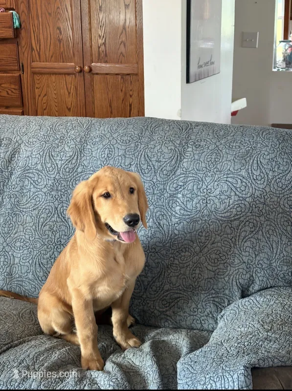 Jasper – Golden Retriever puppy for sale in Freedom, NY