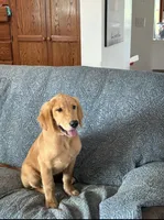 Jasper, a male Golden Retriever for sale in Freedom, NY – 1 of 3