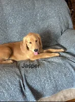 Jasper, a male Golden Retriever for sale in Freedom, NY – 3 of 3