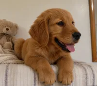 Buddy, a male Golden Retriever for sale in Freedom, NY – 3 of 4