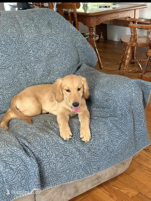 Cody – Golden Retriever puppy for sale in Freedom, NY