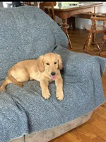 Cody, a male Golden Retriever for sale in Freedom, NY – 1 of 3
