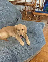 Cody, a male Golden Retriever for sale in Freedom, NY – 3 of 3