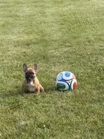 Cooper, a male French Bulldog for sale in Delaware, OH – 4 of 5