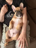 Cooper, a male French Bulldog for sale in Delaware, OH – 2 of 5