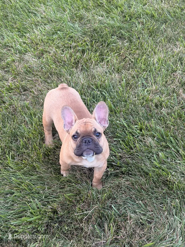 Cooper – French Bulldog puppy for sale in Delaware, OH