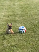 Cooper, a male French Bulldog for sale in Delaware, OH – 3 of 5