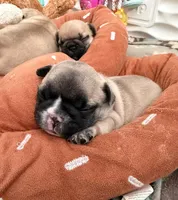 Cannoli , a female French Bulldog for sale in West Paris, ME – 4 of 6