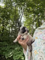 Cannoli , a female French Bulldog for sale in West Paris, ME – 6 of 6