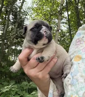 Cannoli , a female French Bulldog for sale in West Paris, ME – 3 of 6