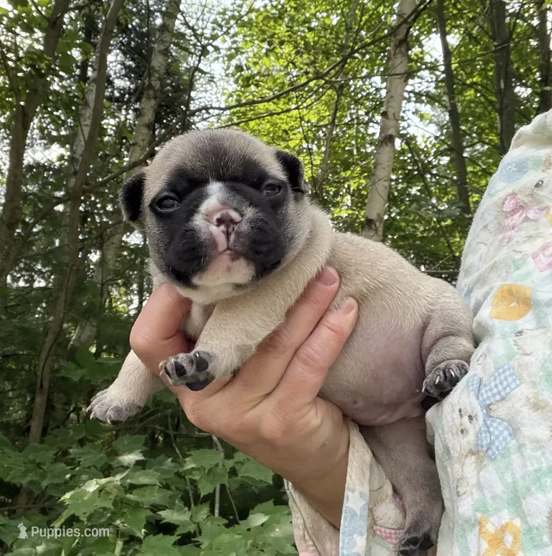 Cannoli  – French Bulldog puppy for sale in West Paris, ME