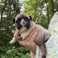Cannoli , a female French Bulldog for sale in West Paris, ME – 1 of 6