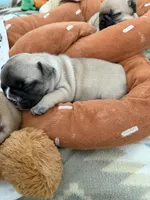 Cannoli , a female French Bulldog for sale in West Paris, ME – 2 of 6
