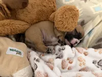 Cannoli , a female French Bulldog for sale in West Paris, ME – 5 of 6