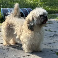 Janet, a female Shichon for sale in Winchester, VA – Photo 5 of 10