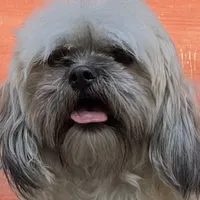 Janet, a female Shichon for sale in Winchester, VA – Photo 3 of 10