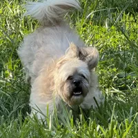 Janet, a female Shichon for sale in Winchester, VA – Photo 8 of 10