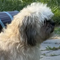 Janet, a female Shichon for sale in Winchester, VA – Photo 6 of 10
