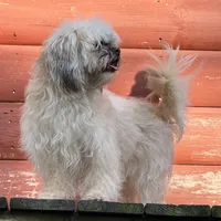 Janet, a female Shichon for sale in Winchester, VA – Photo 10 of 10