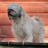 Janet, a female Shichon for sale in Winchester, VA – Photo 9 of 10