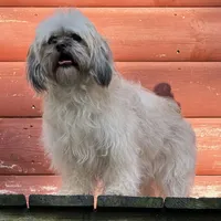Janet, a female Shichon for sale in Winchester, VA – Photo 1 of 10