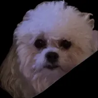Diana Prince, a female Shichon for sale in Winchester, VA – Photo 8 of 9