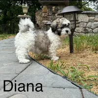 Diana Prince, a female Shichon for sale in Winchester, VA – Photo 6 of 9