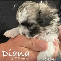 Diana Prince, a female Shichon for sale in Winchester, VA – Photo 7 of 9