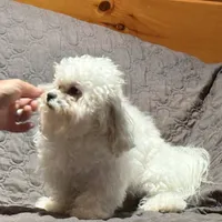 Diana Prince, a female Shichon for sale in Winchester, VA – Photo 4 of 9