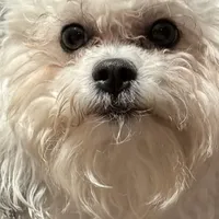 Diana Prince, a female Shichon for sale in Winchester, VA – Photo 1 of 9