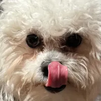 Diana Prince, a female Shichon for sale in Winchester, VA – Photo 2 of 9