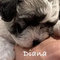 Diana Prince, a female Shichon for sale in Winchester, VA – Photo 5 of 9