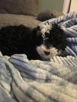 Moo Moo, a female Poodle - Miniature  for sale in Menomonie, WI – Photo 2 of 2
