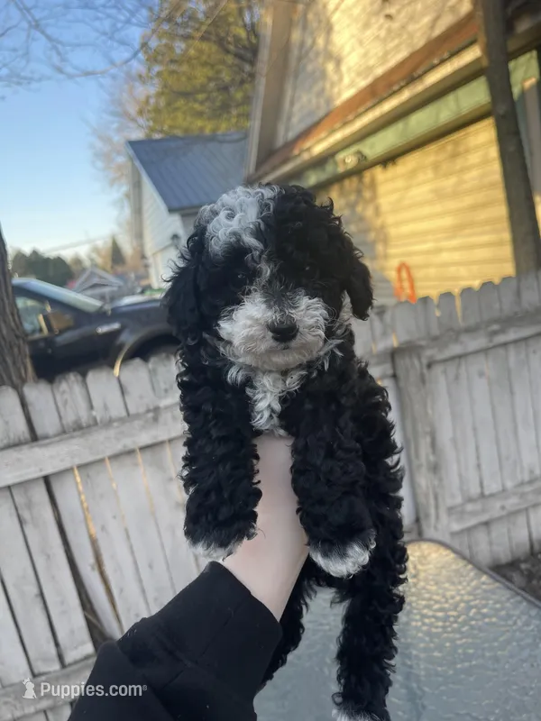 Moo Moo – Poodle - Toy  puppy for sale in Menomonie, WI