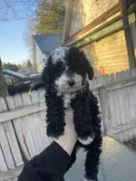 Moo Moo, a female Poodle - Miniature  for sale in Menomonie, WI – Photo 1 of 2
