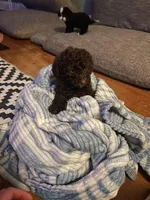 Roo Roo, a female Poodle - Miniature  for sale in Menomonie, WI – Photo 2 of 2