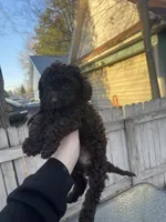 Roo Roo, a female Poodle - Miniature  for sale in Menomonie, WI – Photo 1 of 2