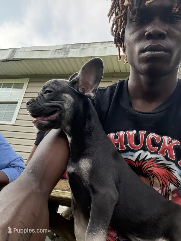 French toast  – French Bulldog puppy for sale in Marrero, LA