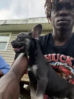 French toast , a female French Bulldog for sale in Marrero, LA – 1 of 1