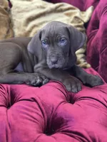Mr. Hershey, a male Great Dane for sale in Dallas, TX – Photo 3 of 10